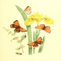Британски пеперуди и техните трансформации пеперуди от пеперуди от Хенри Н. Хъмфрис